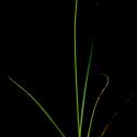 Img.VTax3758.ExN.Img3