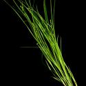 Img.VTax3760.ExN.Img8
