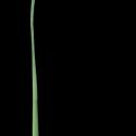 Img.VTax3768.ExN.Img2