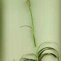 Img.VTax3768.ExN.Img4