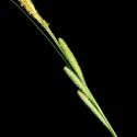 Img.VTax3771.ExN.Img8