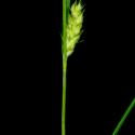 Img.VTax3773.ExN.Img9