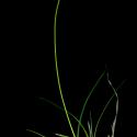 Img.VTax3780.ExN.Img5
