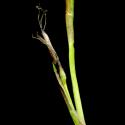 Img.VTax3783.ExN.Img4
