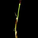 Img.VTax3783.ExN.Img8