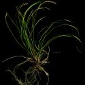 Img.VTax3784.ExN.Img4