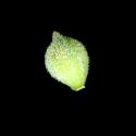 Img.VTax3792.ExN.Img3