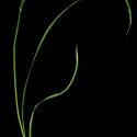 Img.VTax3794.ExN.Img3