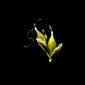 Img.VTax3797.ExN.Img4