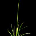 Img.VTax3797.ExN.Img9