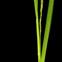 Img.VTax3799.ExN.Img1