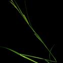 Img.VTax3799.ExN.Img7