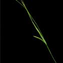 Img.VTax3801.ExN.Img1