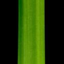 Img.VTax3801.ExN.Img4