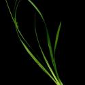 Img.VTax3803.ExN.Img2