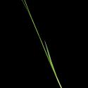Img.VTax3805.ExN.Img3