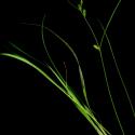 Img.VTax3807.ExN.Img3