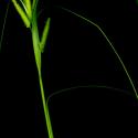 Img.VTax3808.ExN.Img5