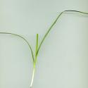 Img.VTax3816.ExN.Img2