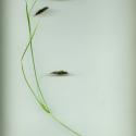 Img.VTax3816.ExN.Img3