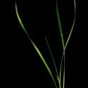 Img.VTax3818.ExN.Img2