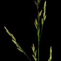 Img.VTax3832.ExN.Img3