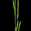 Img.VTax3836.ExN.Img3