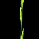 Img.VTax3836.ExN.Img4