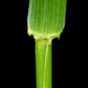 Img.VTax3837.ExN.Img4