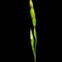 Img.VTax3842.ExN.Img6