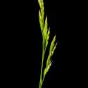 Img.VTax3842.ExN.Img7
