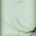 Img.VTax3849.ExN.Img2
