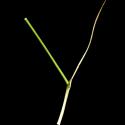 Img.VTax3851.ExN.Img6