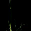 Img.VTax3856.ExN.Img2