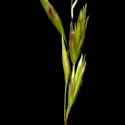 Img.VTax3856.ExN.Img7