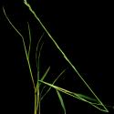 Img.VTax3876.ExN.Img3