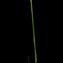 Img.VTax3877.ExN.Img1