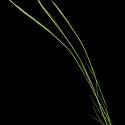 Img.VTax3880.ExN.Img1