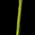 Img.VTax3884.ExN.Img1