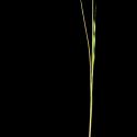 Img.VTax3884.ExN.Img6