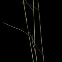 Img.VTax3887.ExN.Img2