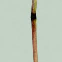 Img.VTax3887.ExN.Img4