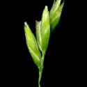 Img.VTax3894.ExN.Img3
