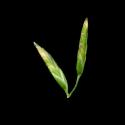 Img.VTax3895.ExN.Img3