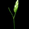 Img.VTax3902.ExN.Img1
