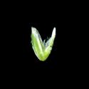 Img.VTax3902.ExN.Img6