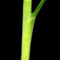 Img.VTax3902.ExN.Img9