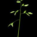 Img.VTax3903.ExN.Img7