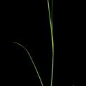 Img.VTax3911.ExN.Img2