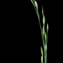 Img.VTax3911.ExN.Img3
